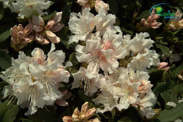 Rhododendron Jacksonii